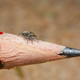 Imagen para el artículo titulado Descubren en Australia doce nuevas especies de espectaculares arañas pavo real